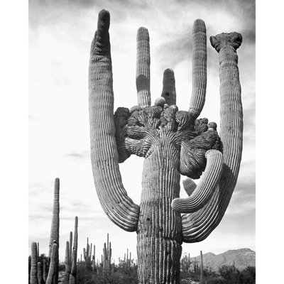 ArtDirect Adams, Ansel Gallery Wrapped Canvas Art Titled: View of cactus and surrounding area Saguaros, Saguaro National Monument, Arizona, ca. 1941-1942
