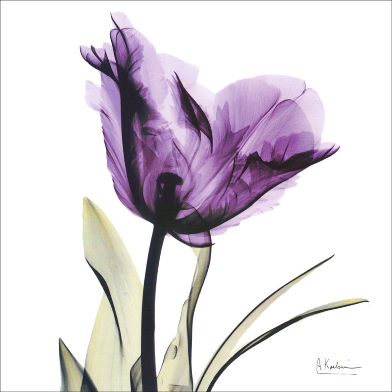 X-ray royal mauve tulipe, H 28 po x l 28 po