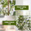 120cm Plant