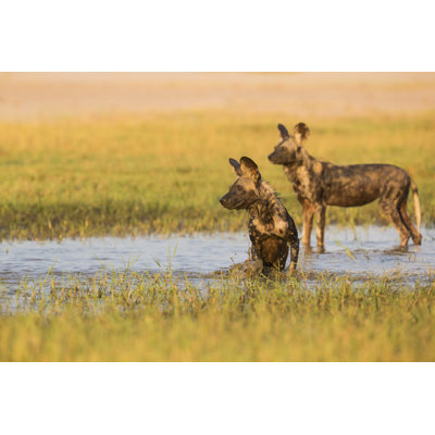African Wild Dog - Wrapped Canvas Print