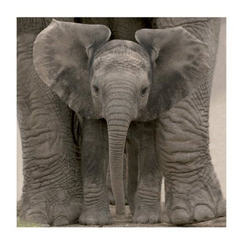 No Frame Print