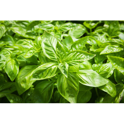 Natural Herb Basil Plant by Yinyang
