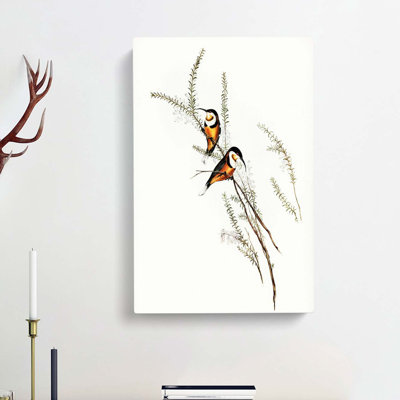 Slender-Billed Spinebill Birds by Elizabeth Gould - Wrapped Canvas Painting