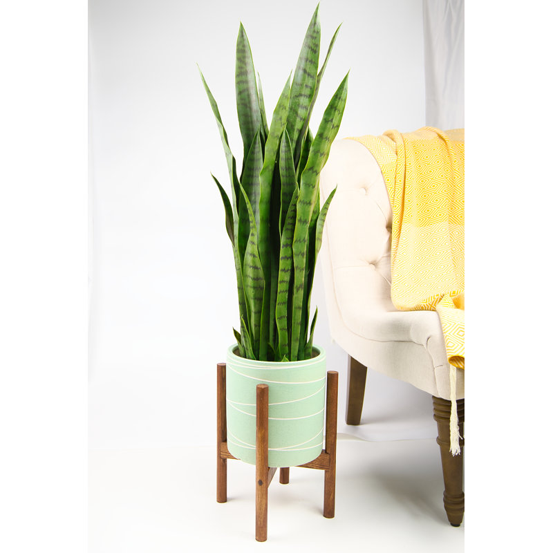 Jayzeon Handmade Pot Planter, Light Green/Walnut, 7" H x 6.9" W x 6.9" D