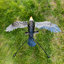 Aile de balançoire Swinging Eagle