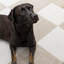 Tapis crème / beige Wum Collection-279142688-299737942
