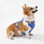Harnais pour animal de compagnie Arlo-112400926-128618012