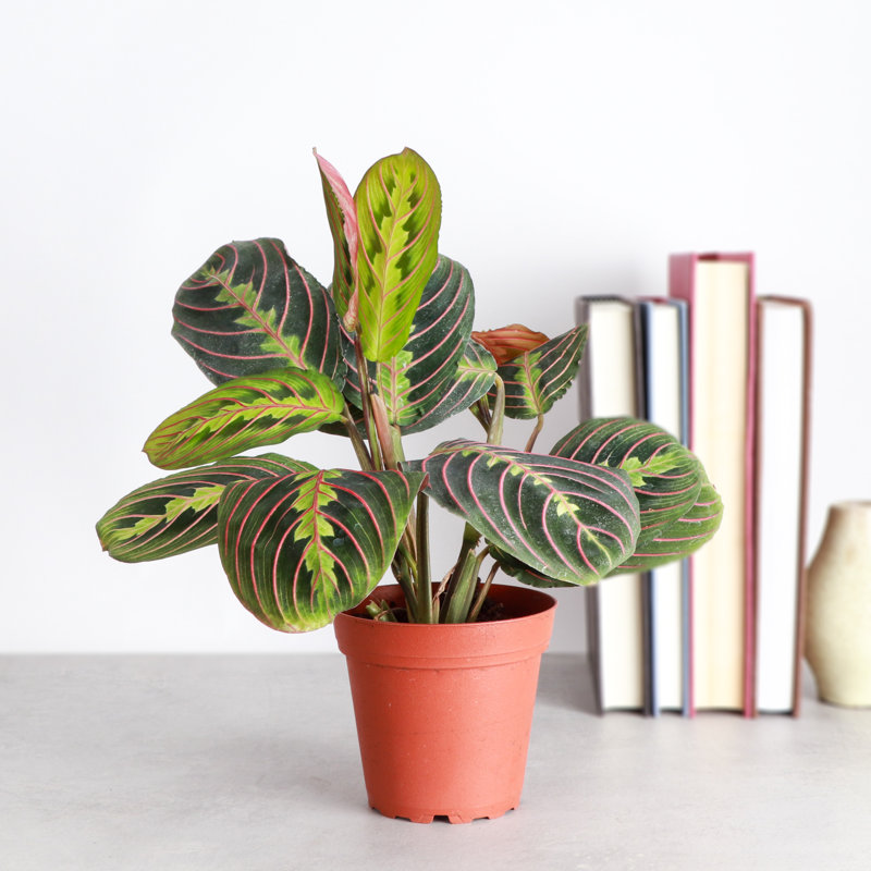 Live Red Prayer Plant