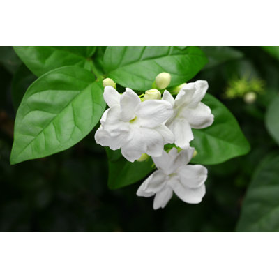 " Jasmine Tea Flower "