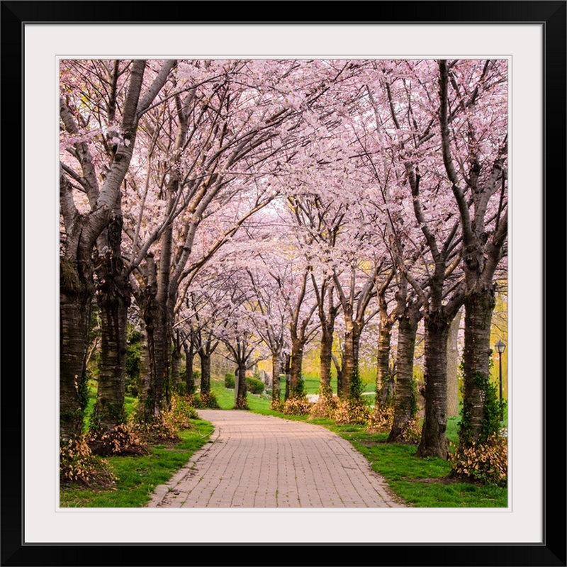 « cerise fleur trail » chuck burdick, reproduction de photo, Cadre noir, H 32 po x l 32 po x P 1 po
