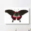 Swallow-Tailed Butterfly by George Shaw - Wrapped Canvas-55358374
