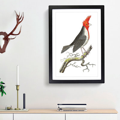 Crested Cardinal Bird by George Shaw - Framed Print