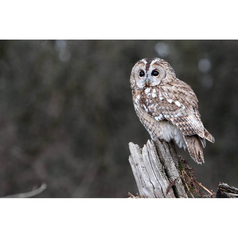 Tawny Owl, Strix Aluco by MikeLane45 - Wrapped Canvas Print, 12"H x 18"W