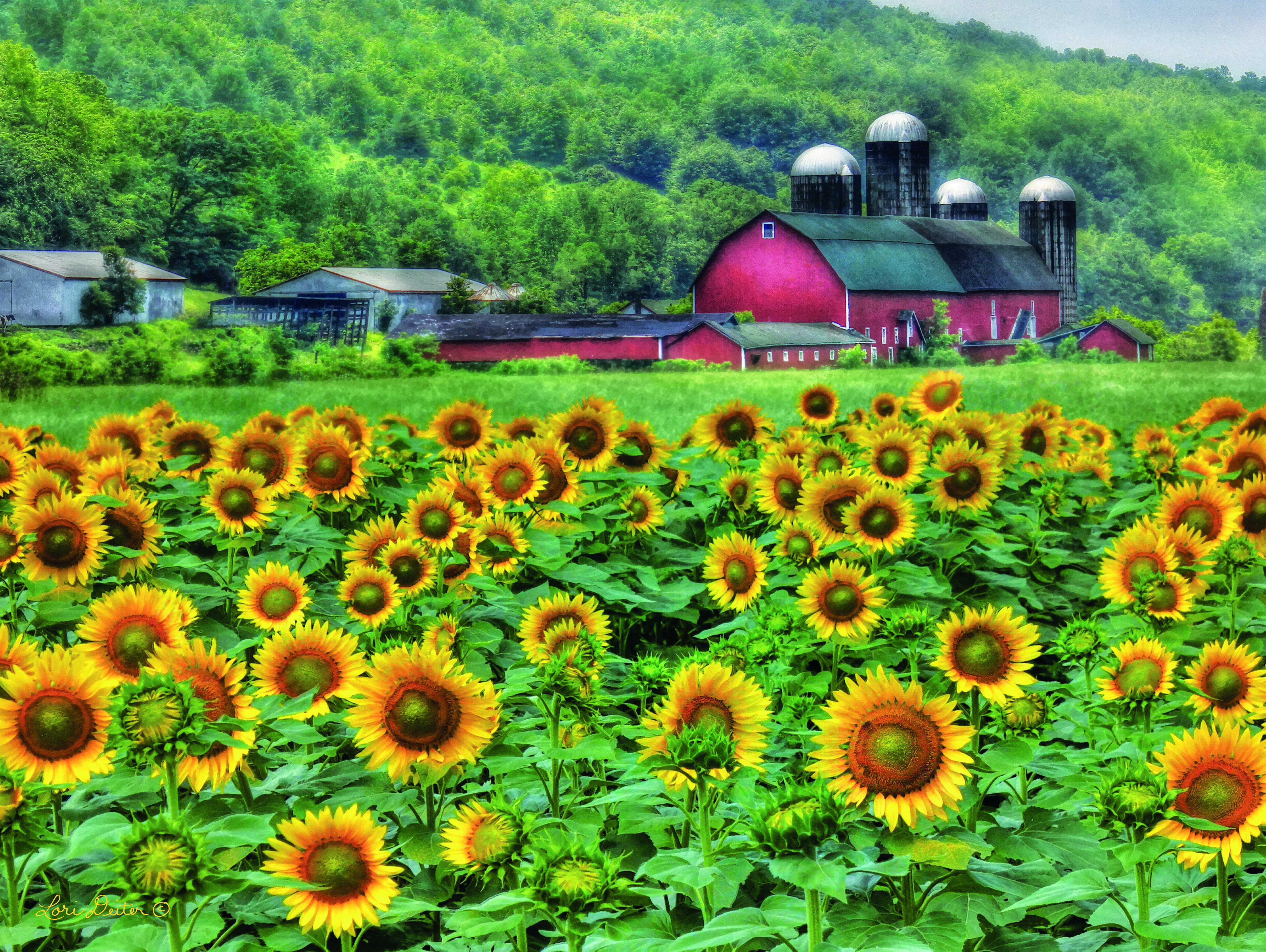 August Grove® Sunflower Farm by Lori Deiter - Wrapped Canvas Print ...