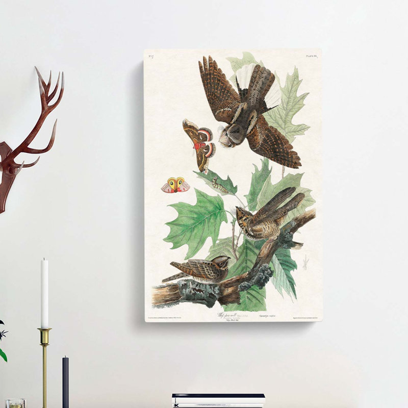 Whip Poor Will Birds and Butterflies by John Audubon - Wrapped Canvas, 50cm H x 35cm W x 3cm D