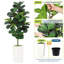 150cm Plant