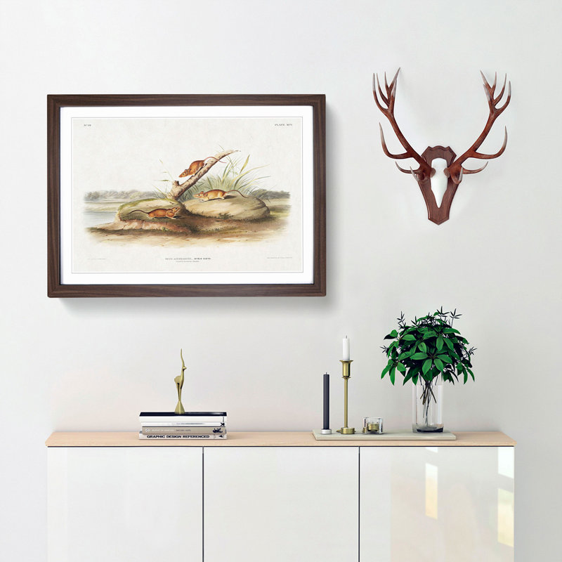 Orange Mice by J.W. Audubon - Picture Frame Painting Print, Walnut Framed, 36cm H x 48cm W x 2cm D