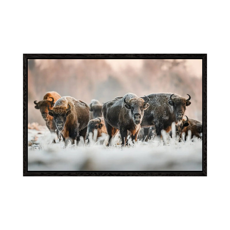 Frozen Bison by Mateusz Piesiak - Floater Frame Print on Canvas, Black Framed Canvas, 66.04 cm H x 45.72 cm W