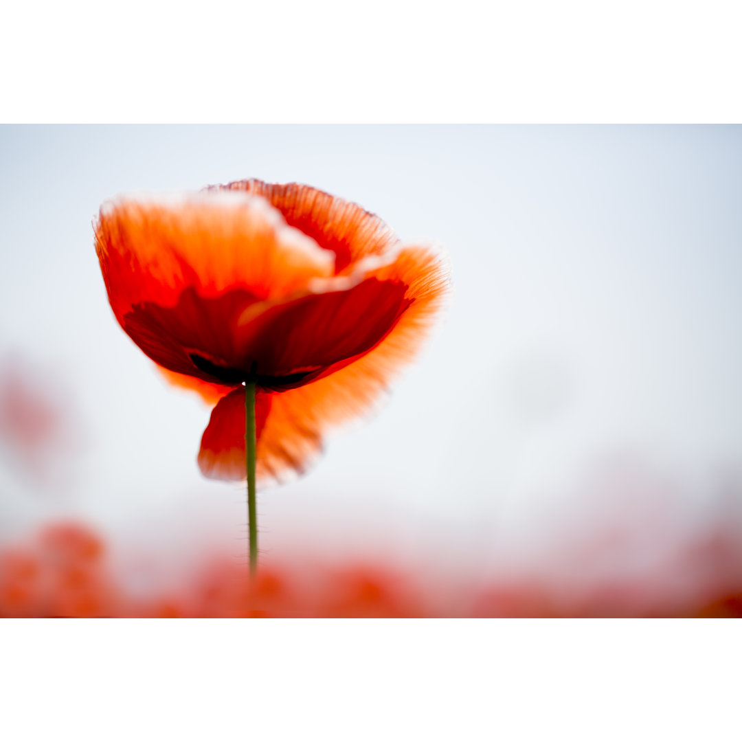 Mohn von Diana Youn - Leinwandbild