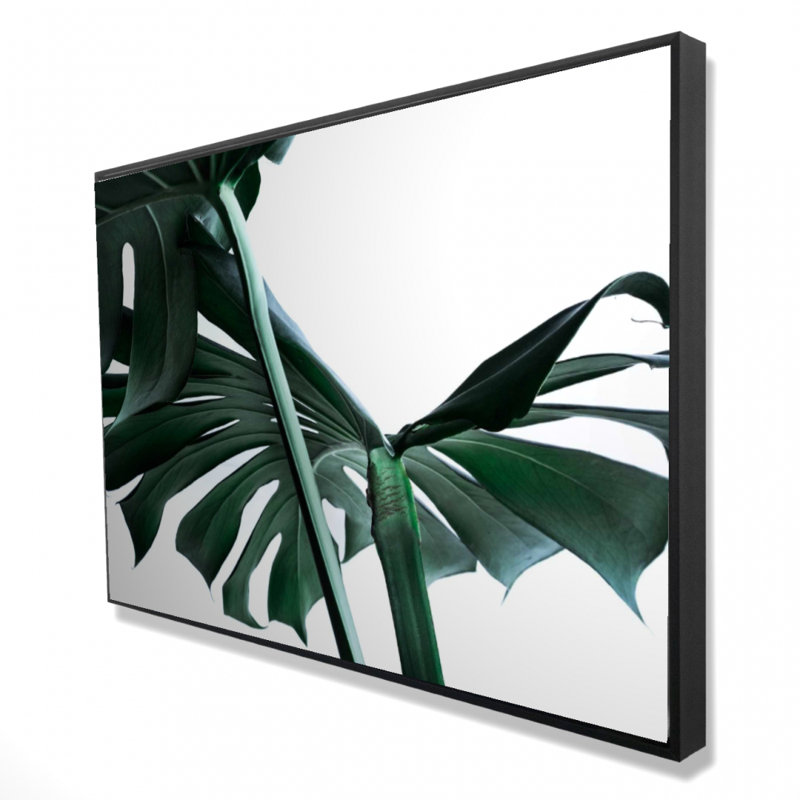 " Monstera Deliciosa "