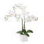 Anyssa 23 "plante à fleurs en pot