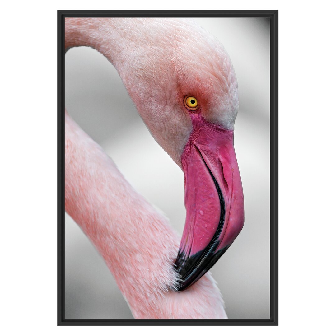 Gerahmtes Wandbild prächtiger Flamingo