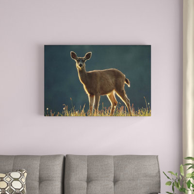 " Mule Deer Portrait "