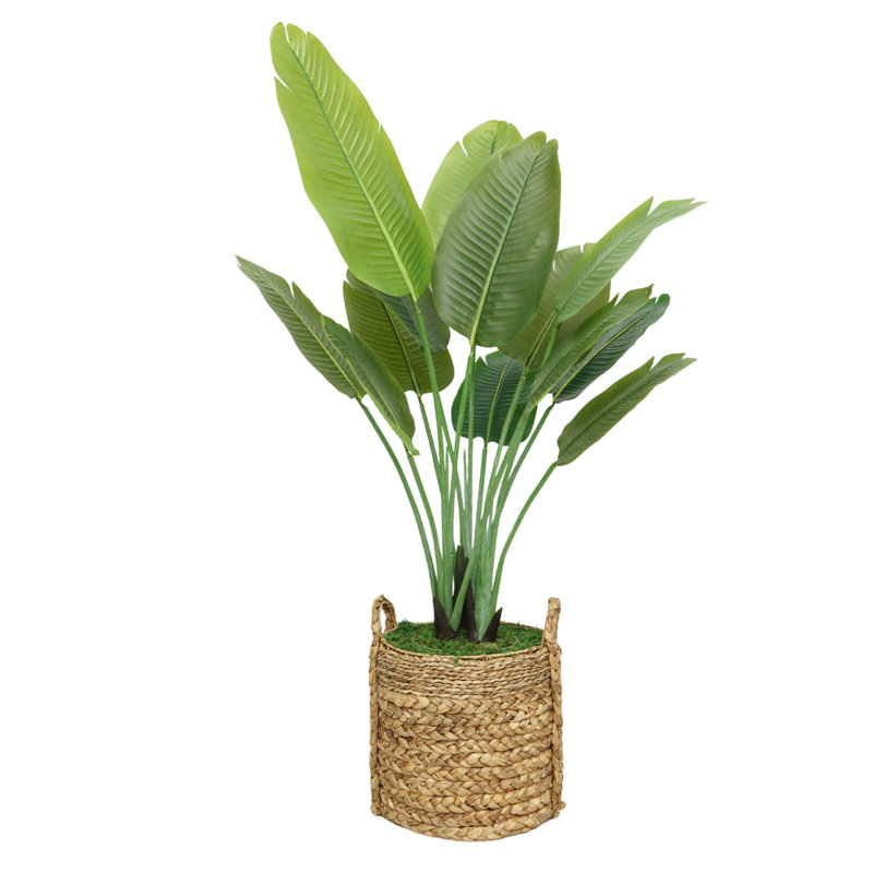 Plant