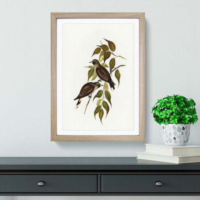 White-Vented Woodswallows by Elizabeth Gould - Picture Frame Painting Print
