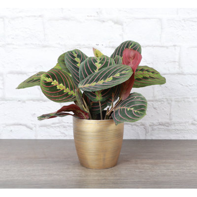 Live Red Prayer Plant in Classic Pot