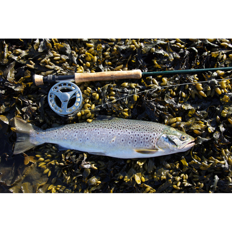 Sea Trout by Wcpmedia - Wrapped Canvas Print, 51cm H x 76cm W x 3.8cm D
