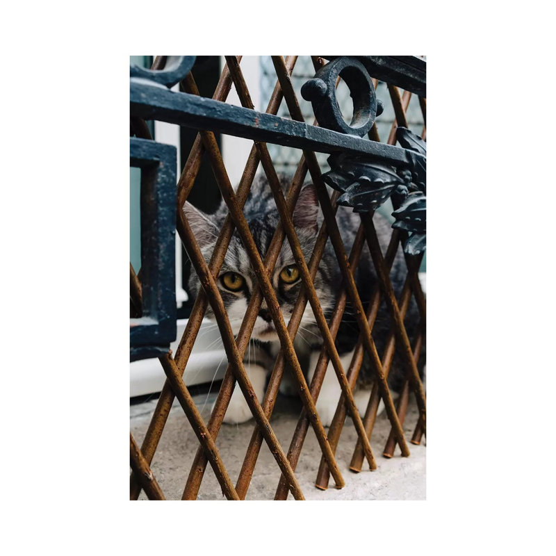 Les Cat by Bethany Young - Print on Canvas, Wrapped Canvas, 101.6cm H x 66.04cm W x 3.81cm D