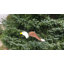 Art de jardin chauve eagle