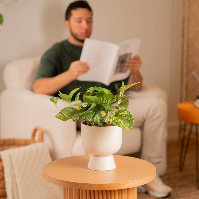 Devil's Ivy Pothos in Ceramic Planter