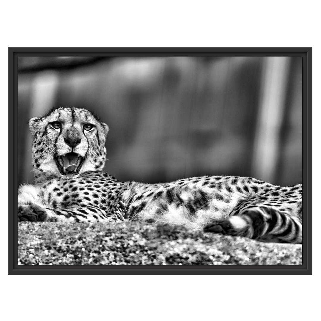 Gerahmtes Wandbild schlafender Gepard