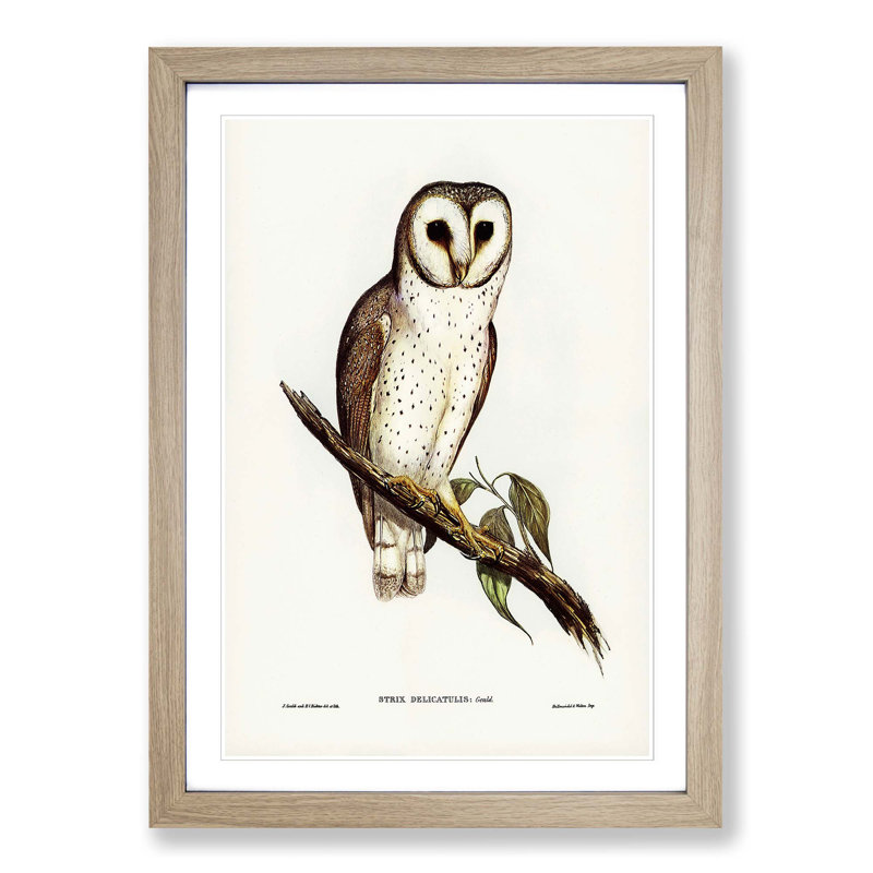 Delicate Owl by Elizabeth Gould - Picture Frame Painting Print, 65cm H x 48cm W x 2cm D, Oak Framed