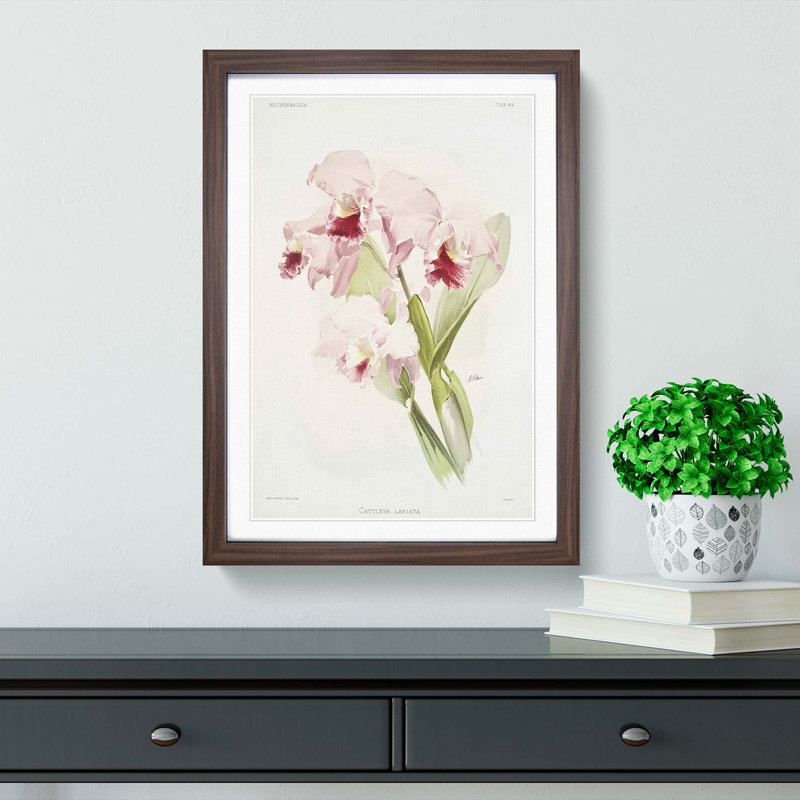 Magnolia Flowers Illustration Tab. 49 by Frederick Sander - Picture Frame Painting Print, 91cm H x 60cm W, Walnut