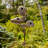Guglielmo 89.25'' H x 27'' W x 6.5'' D Birdhouse