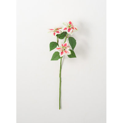 Norb Poinsettia Arrangement