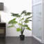 Grand buisson de Philodendron artificiel en pot-27778189
