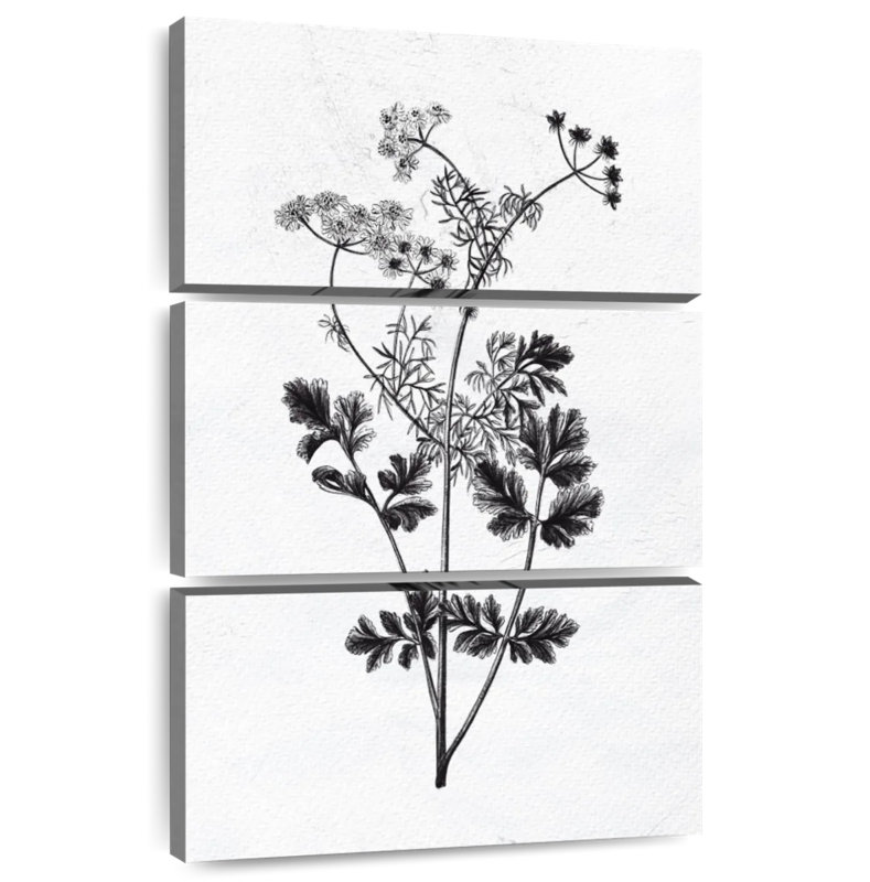 Herbes pressées Harnek II, H 45 po x l 28 po