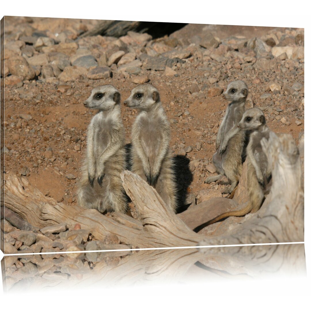 Poster „Kleines Erdmännchenrudel" von martha de jong-lantink, Fotodruck