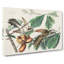 Yellow-billed Cuckoo Birds by John Audubon - Wrapped Canvas-55299624