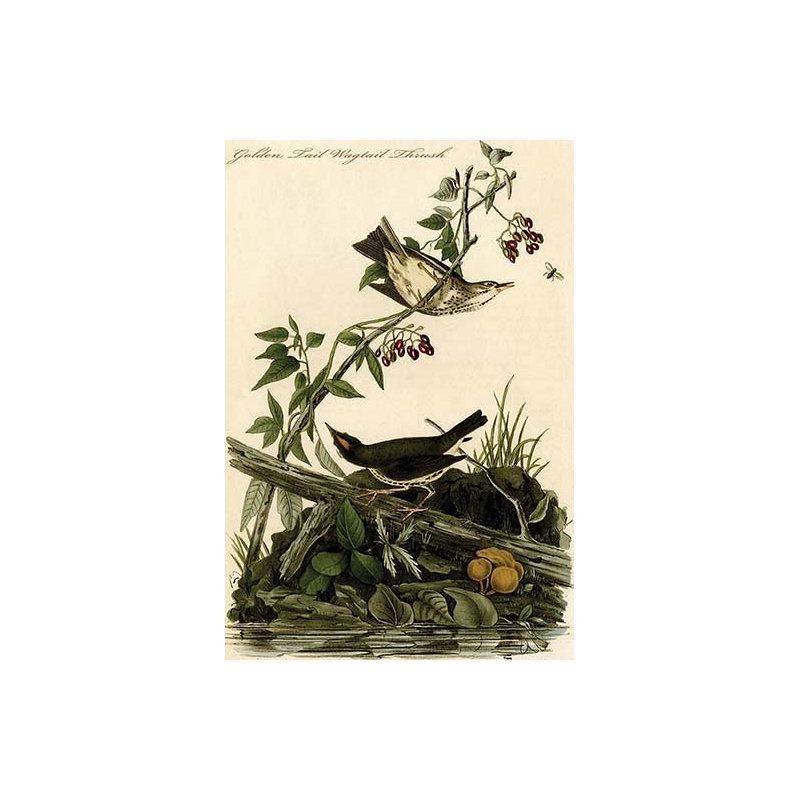 Golden tail wagtail thrush-impression d’art graphique, H 66 po x l 44 po x P 1,5 po