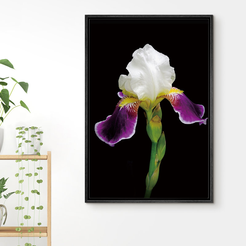 Profil d'un iris en fleur avec une tige et un bourgeon - photographie sur toile avec cadre flottant, Cadre noir