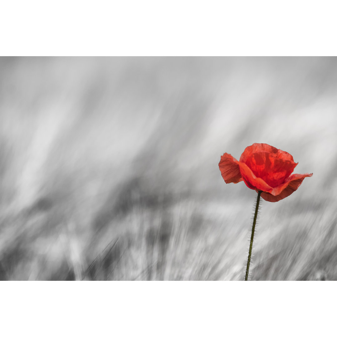 Roter Mohn - Leinwandbild