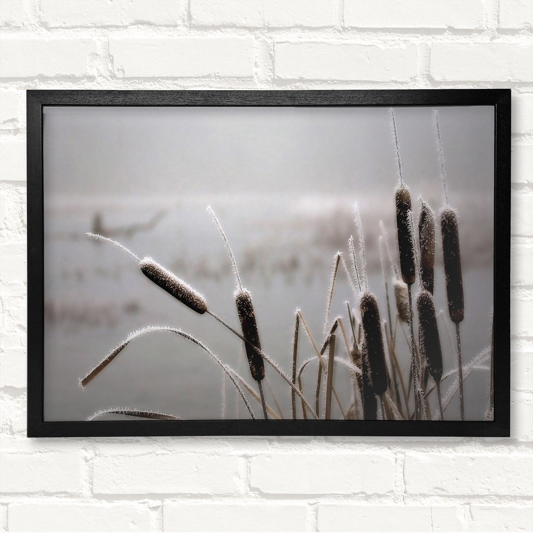 Frosted Cattails - Geschlossener Eckrahmen Kunstdrucke auf Holz