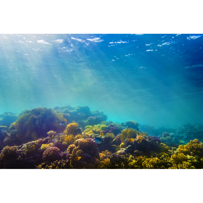 Coral And Fish In The Sea by Dwphotos - Wrapped Canvas Print, 30cm H x 46cm W x 3.8cm D