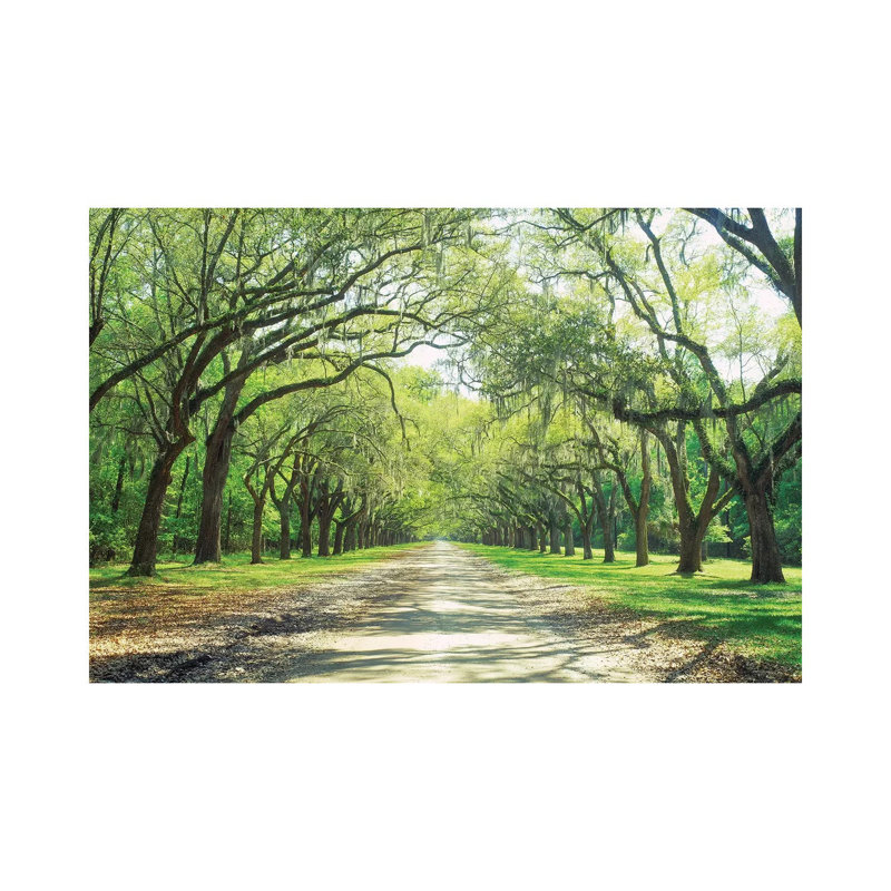 Live Oaks and Spanish Moss Wormsloe State Historic Site Savannah, Georgia 1 Piece Wrapped Canvas Wall Art