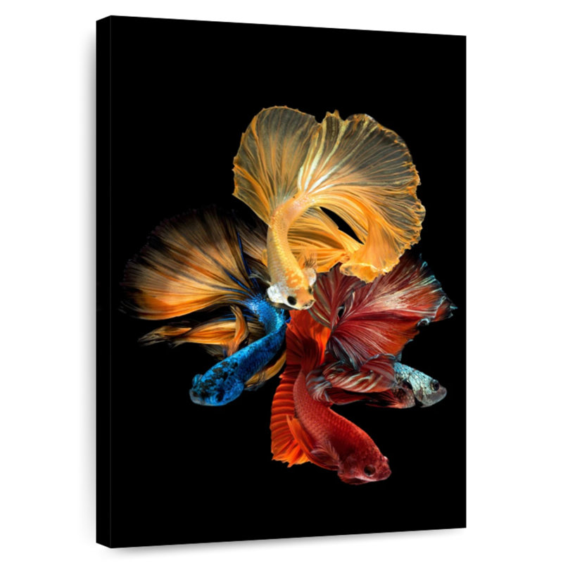 Poissons Betta qui coulent, H 30 po x l 20 po